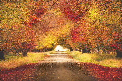 Road amidst trees during autumn