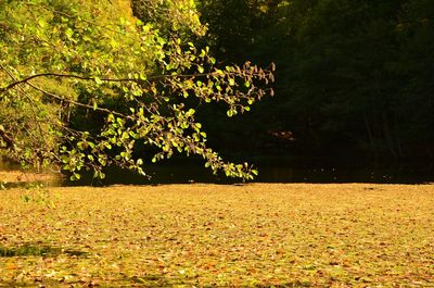 Trees in park