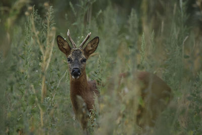 Portrait of deer standing on field