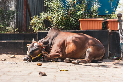 Close-up of cow