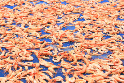 Full frame shot of shrimps for sale