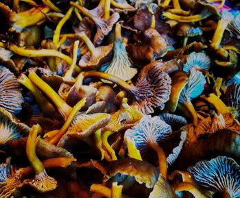 Full frame shot of snake