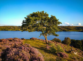 Tree by lake against clear blue sky