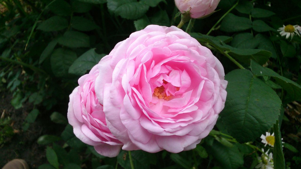 flower, freshness, petal, fragility, pink color, growth, flower head, beauty in nature, rose - flower, blooming, leaf, plant, close-up, nature, focus on foreground, single flower, in bloom, outdoors, day, park - man made space