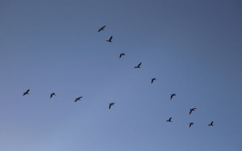 Low angle view of birds flying in sky