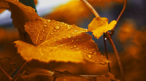 Close-up of wet maple leaf during autumn