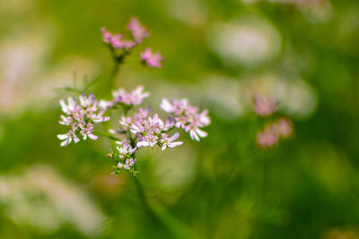 Close-up of pink flowering plant