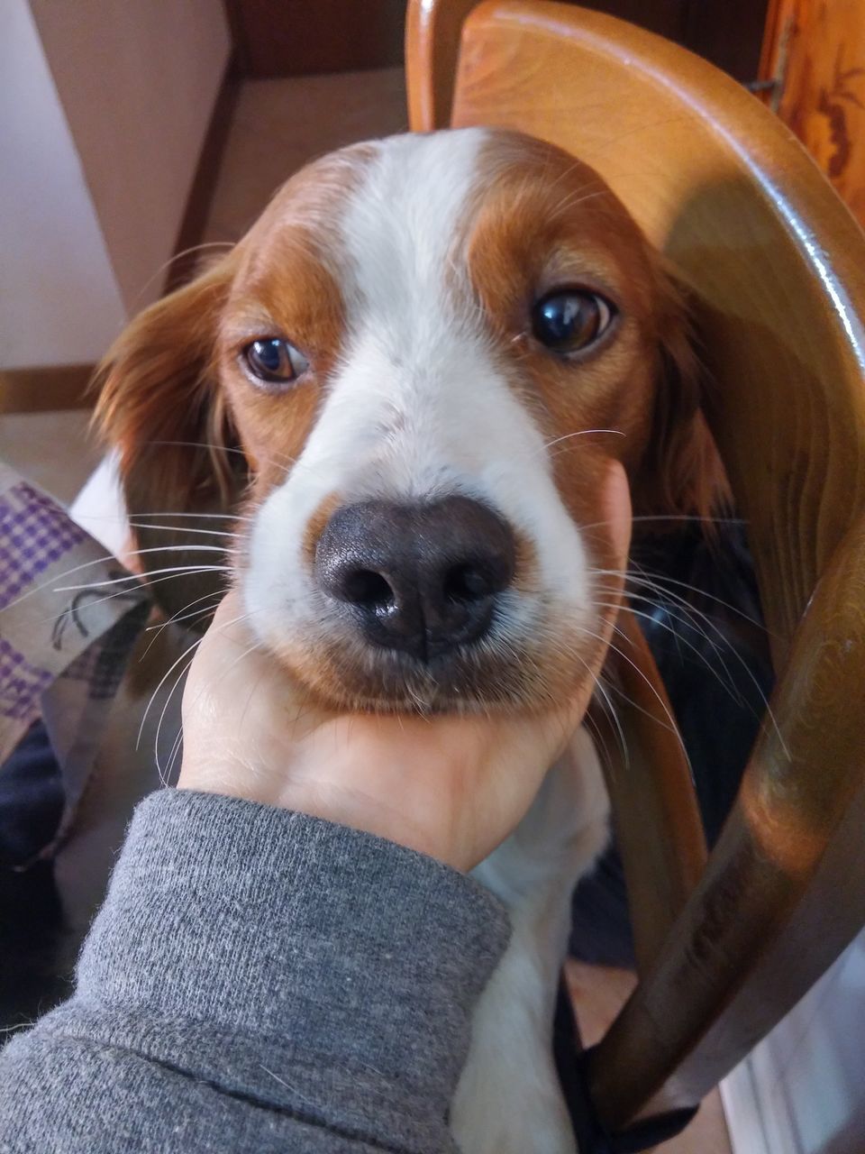 pets, one animal, domestic animals, animal themes, indoors, dog, looking at camera, portrait, mammal, close-up, animal head, home interior, high angle view, sitting, front view, focus on foreground, relaxation, animal body part