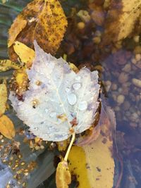 Close-up of plant against blurred background