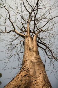 Low angle view of bare tree against sky