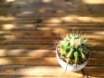 Close-up of cactus