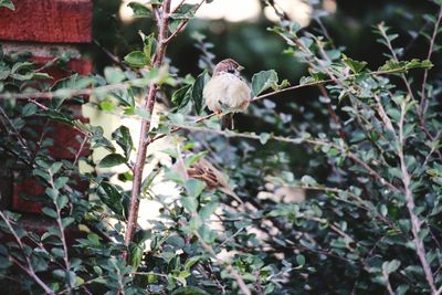 Bird perching on branch