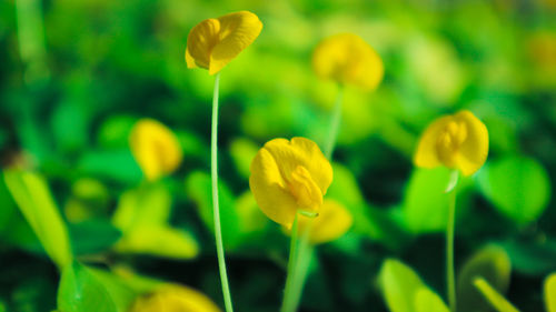 Close-up of yellow flowering plant on field