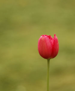 Red tulip against green background