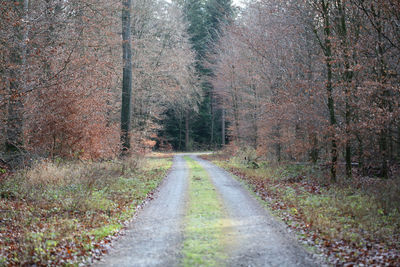 Road amidst trees in forest during autumn