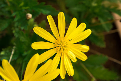 Close-up of yellow flower blooming outdoors
