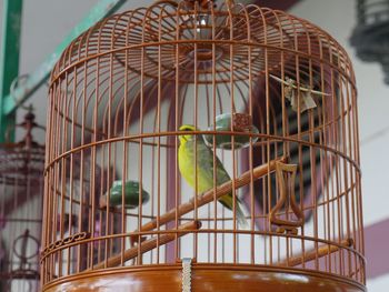 Close-up of bird perching in cage