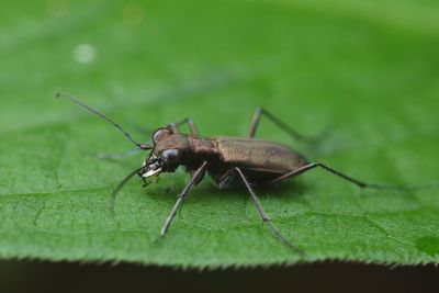 Close-up of insect