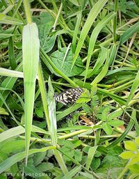 High angle view of insect on grass