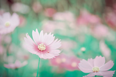 Close-up of pink cosmos flower