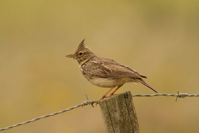 Low angle view of bird perching on branch