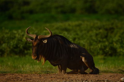 Bull on field