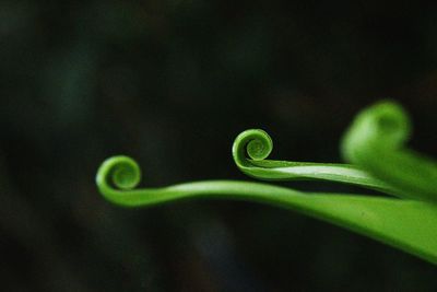 Close-up of green plant