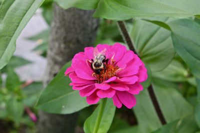 Close-up of bee pollinating on pink flower