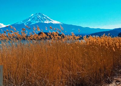 Scenic view of landscape against blue sky