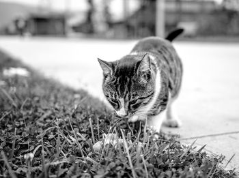 Portrait of cat in grass