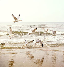 Seagulls on beach