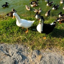 High angle view of ducks on grassy field