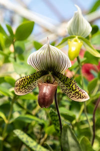 Close-up of wilted flower against blurred background