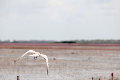 Bird flying over a field