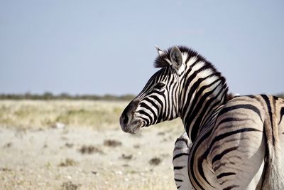 Side view of a zebra