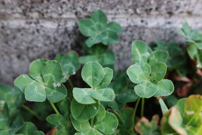 Close-up of fresh green plants