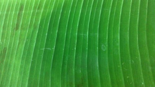 Full frame shot of green leaf