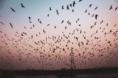 Flock of birds flying in the sky