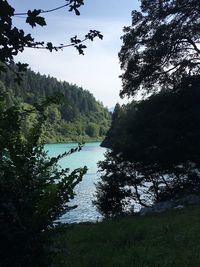Scenic view of river amidst trees against sky