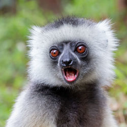 Diademed sifaka closeup, propithecus diadema, andasibe national park, madagascar