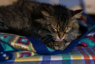 Close-up of a cat sleeping on bed