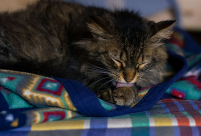 Cat wipes his paw before nap