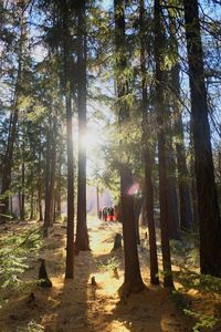 Trees in forest