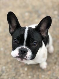 Close-up portrait of dog