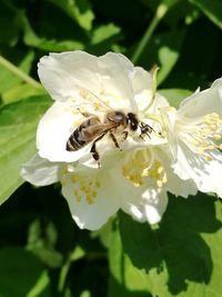 Close-up of bee on white flower