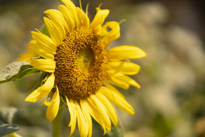 Close-up of yellow flower