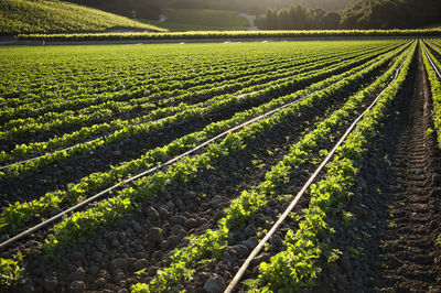 Scenic view of agricultural field