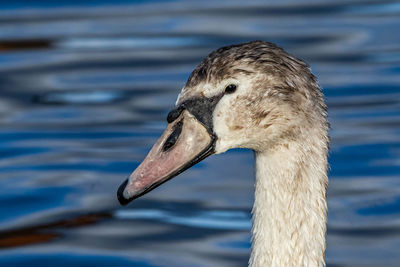 Close-up of swan swimming in lake