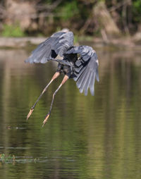 View of a bird flying over lake