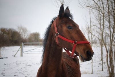 Close-up of horse standing on snow field against sky